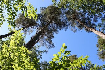 Prodej nevytěženého lesa u Luhačovic - 3,25 ha - 20