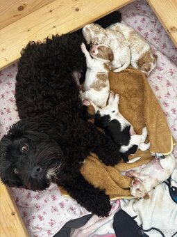🐶 CAVAPOOCHON ŠTĚŇÁTKA – PRVNÍ VRH NAŠICH RODINNÝCH MAZLÍKŮ - 20