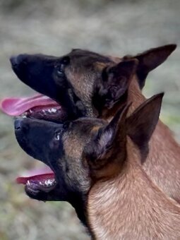 BELGICKÝ OVČÁK MALINOIS - ŠTĚŇATA S PP - 20