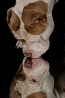 American bully xl - 20