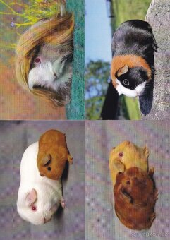 pohlednice zvířat - 20