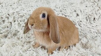 Zakrslý beránek, králíček, králík - RIKI - 20