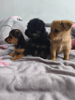 Jorkšírský teriér x pinč - 20