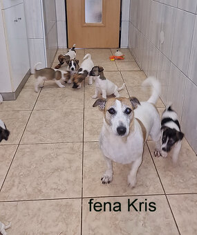 Jack russell terier - 20