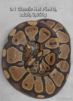 Krajta královská subadult a adult - 20