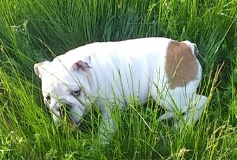 Anglický buldog na prodej. - 20