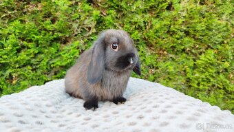 Zakrslý beránek, králíček, králík - PATRICIE - 20