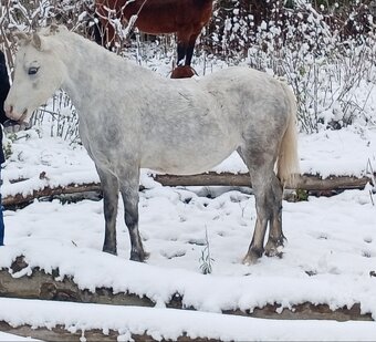 Welsh Mountain Pony - 20