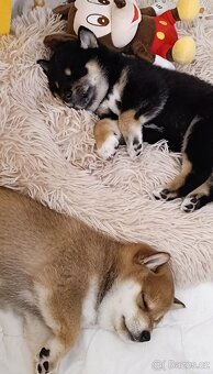 Shiba inu - 20