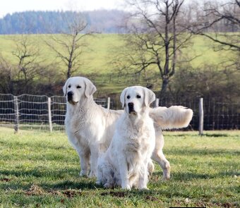 Zlatý retrívr - 20