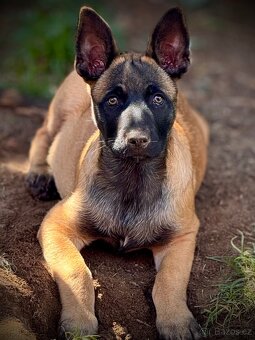BELGICKÝ OVČÁK MALINOIS - ŠTĚŇATA S PP - 20