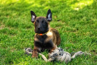 Belgický ovčák Malinois - 20