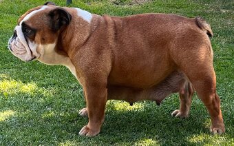 Anglicky Bulldog - 20