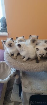 Ragdoll kotatka - 20
