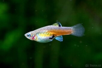 Endlerka (Poecilia wingei) - 20