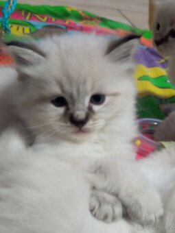 Kocourek Ragdoll ke krytí - 20