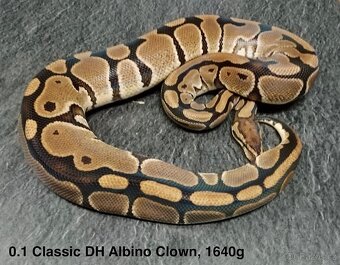 Krajta královská subadult a adult - 20