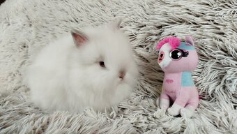 Zakrslý králík, králíček-(TEDDY)-HEIDY - 20