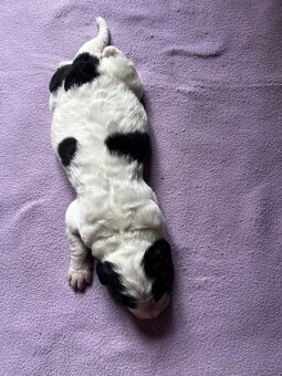 🐾 Štěňátka Landseera s výstavními i pracovními předpoklady - 20