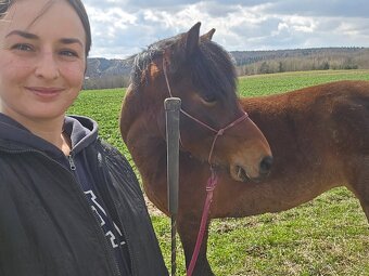 Huculská klisna, hucul, pony, malý kůň - 20