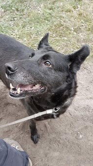 CONNIE K ADOPCI - nejvěrnější parťačka, mazel na N-tou - 20