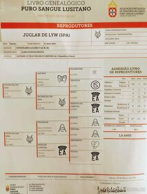 PŘIPOUŠTĚNÍ PSLusitano - 20