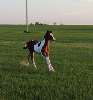 Fantastic Dj Valentin -připouštění homozygotní APH plemeník - 20