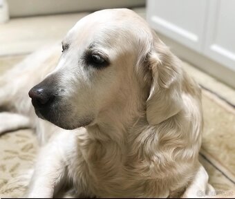 Zlatý Retrívr - 20