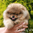 Pomeranian FCI - 20