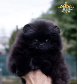 Pomeranian s PP FCI - 20