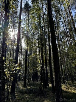 Prodám lesní pozemek v k.ú. Žichlice u Hromnic - 20