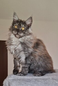 MAINE COON - Mainská mývalia s PP - 20