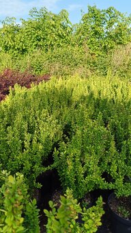 Dřišťál Berberis thunbergii, julianae, ottawensis - 20