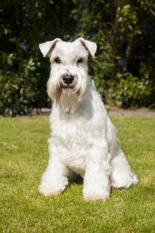 Knírač malý bílý s PP - CHS Švarcava - 20