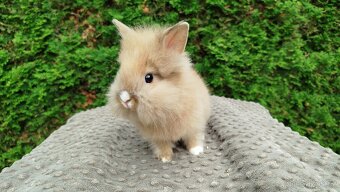 Zakrslý králík, králíček -(lvíček)-TESSIE - 20