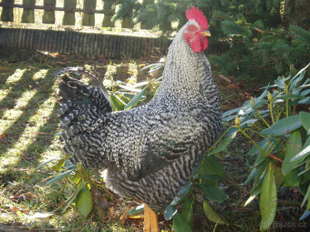 Prodám kohouta do chovu - 20