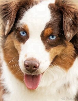 Miniatúrní americký ovčák - 20