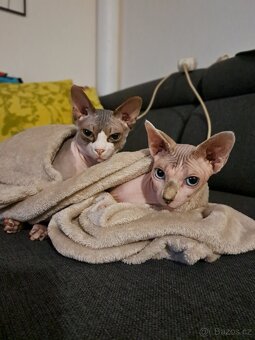Koťe Sphynx - 20