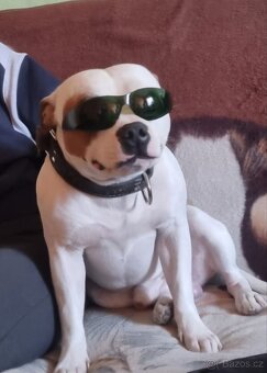 Krycí pes Stafordšírský bulteriér s PP . - 20