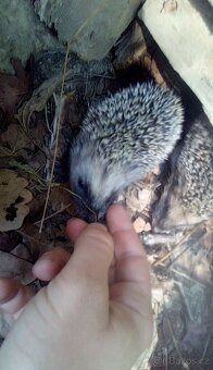 Pohádková chata k pronájmu - 20