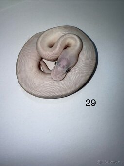 Krajta královská / Python regius - 20