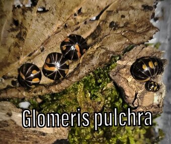 Isopody, mnohonožky, chvostoskoci ŽE, posílám - 20