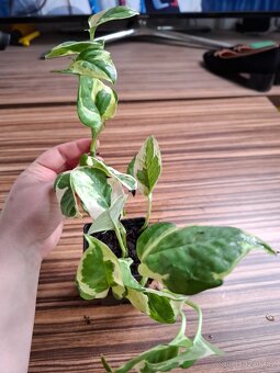 Sada rostlinek - 333 Kč/ 4 kusy - 20