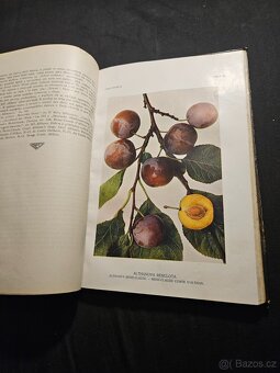 České ovoce  Jan Říha - 20
