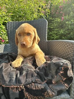 štěňata labrador a  – připravena k odběru - 20