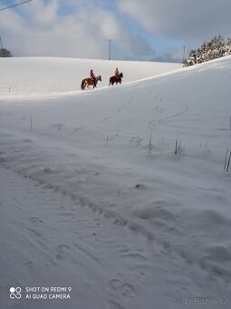 Pastevní ustájení - 20