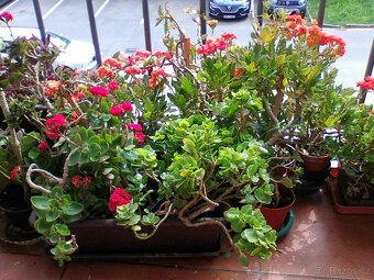 Pokojové květiny - 20