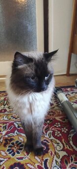 Ragdoll kotatka - 20