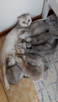 Skotské koťata bez PP - 20