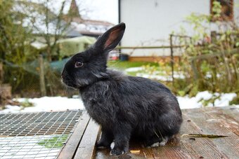 Zakrslý králík - 20